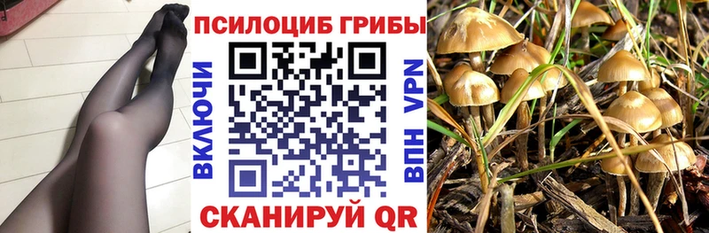 купить наркоту  Орск  Псилоцибиновые грибы Psilocybine cubensis 